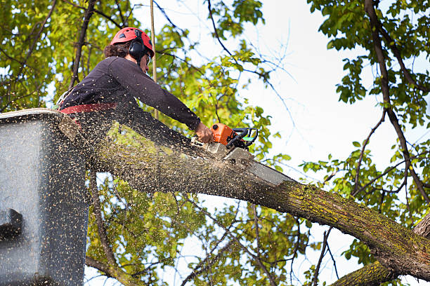 Best Tree Health Inspection  in Elroy, NC